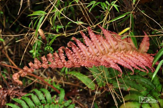 Muito verde (e algum vermelho!) em trilha no parque de Pumalín, região de Chaitén, na Carretera Austral, sul do Chile